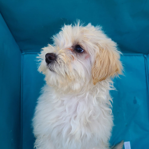 Maltipoo Puppy Jody