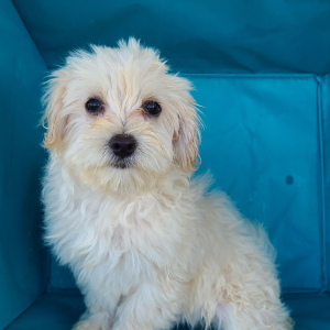 Maltipoo Puppy Jody