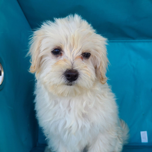 Maltipoo Puppy Jody