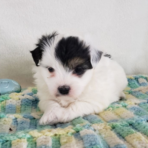 Coton de Tulear Puppy Ella Mae