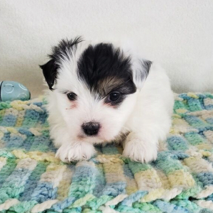 Coton de Tulear Puppy Ella Mae