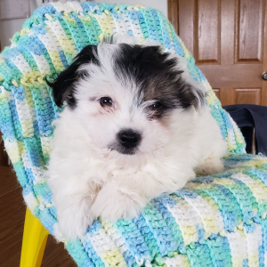 Coton de Tulear Puppy Ella Mae
