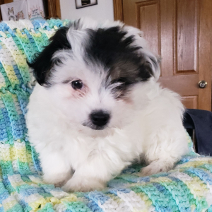 Coton de Tulear Puppy Ella Mae