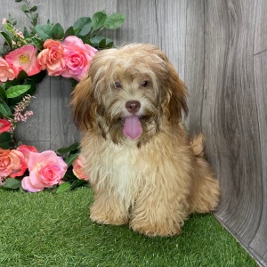 Shihpoo Puppy Lissie