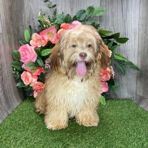 Shihpoo Puppy Lissie