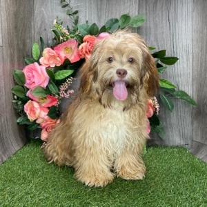 Shihpoo Puppy Lissie