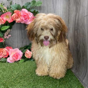 Shihpoo Puppy Lissie