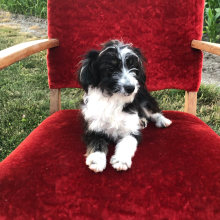 Aussiedoodle Puppy Victoria