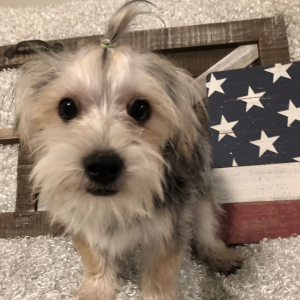 Morkie Puppy Frankie