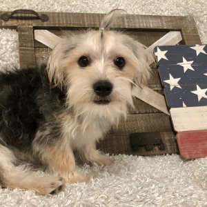Morkie Puppy Frankie