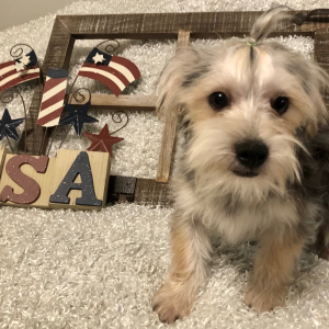 Morkie Puppy Frankie