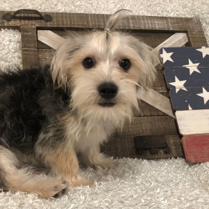 Morkie Puppy Frankie