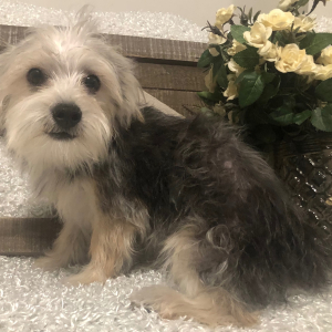 Morkie Puppy Frankie