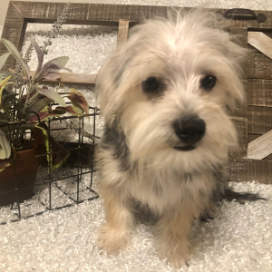 Morkie Puppy Frankie