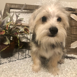 Morkie Puppy Frankie