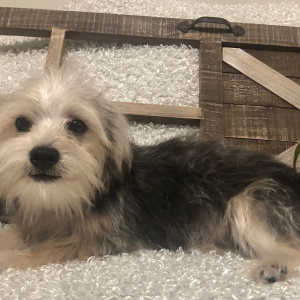 Morkie Puppy Frankie