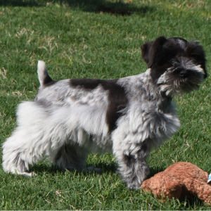 Miniature Schnauzer Puppy Heidi