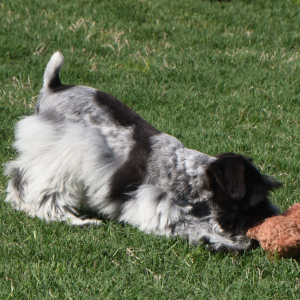 Miniature Schnauzer Puppy Heidi