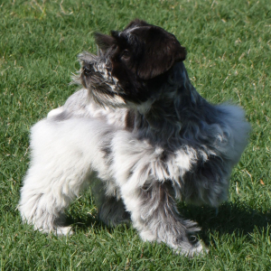 Miniature Schnauzer Puppy Heidi