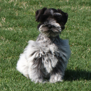 Miniature Schnauzer Puppy Heidi