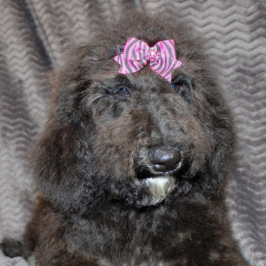 Goldendoodle Puppy Sam