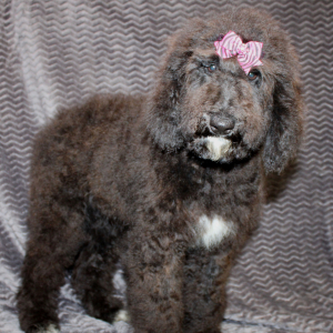 Goldendoodle Puppy Sam
