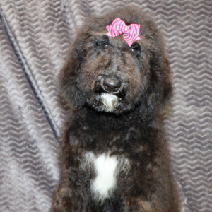 Goldendoodle Puppy Sam