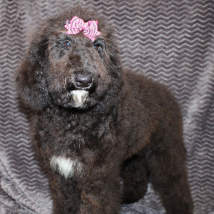 Goldendoodle Puppy Sam