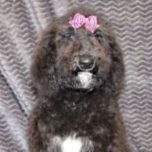 Goldendoodle Puppy Sam