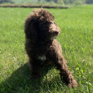 Poodle Puppy Santi