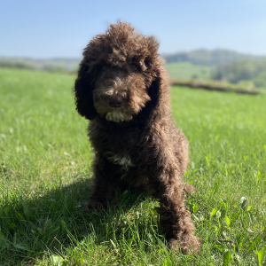 Poodle Puppy Santi