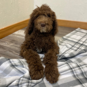 Poodle Puppy Santi