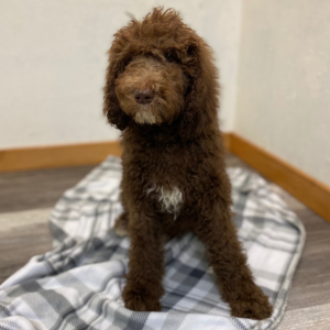 Poodle Puppy Santi