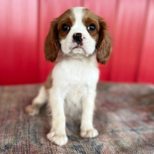 Cavalier King Charles Spaniel Puppy Dos