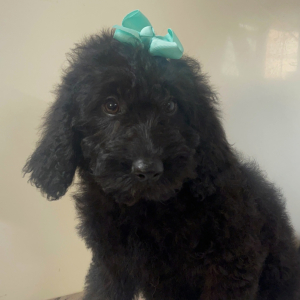 Goldendoodle Puppy Marcy