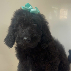 Goldendoodle Puppy Marcy