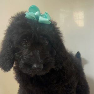 Goldendoodle Puppy Marcy