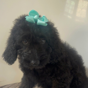 Goldendoodle Puppy Marcy