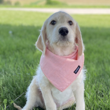 Labradoodle Puppy Ibo