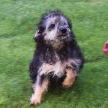 Aussiedoodle Puppy Layla
