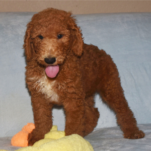 Poodle Puppy Shep