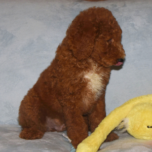 Poodle Puppy Shep