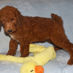 Poodle Puppy Shep
