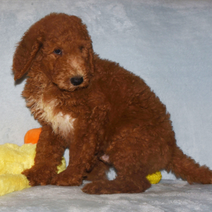 Poodle Puppy Shep