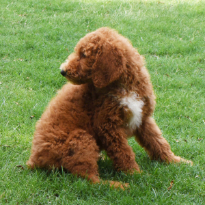 Poodle Puppy Shep