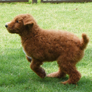Poodle Puppy Shep
