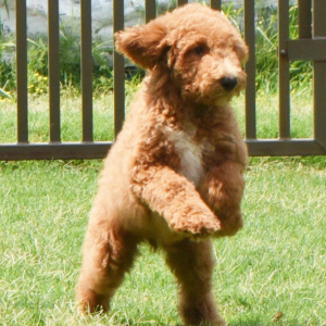 Poodle Puppy Shep