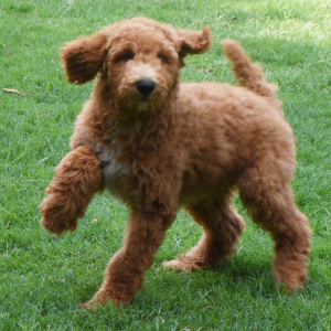 Poodle Puppy Shep