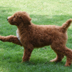 Poodle Puppy Shep