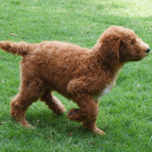 Poodle Puppy Shep